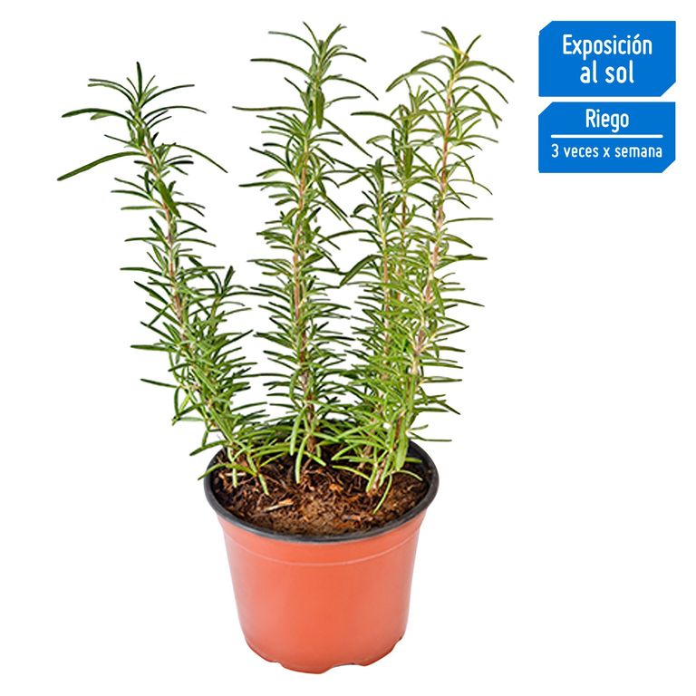 Planta Aromática Romero