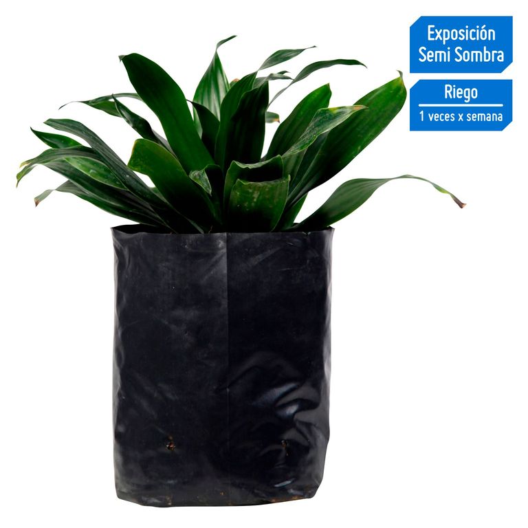 Planta Natural Dracaena Verde Compacta