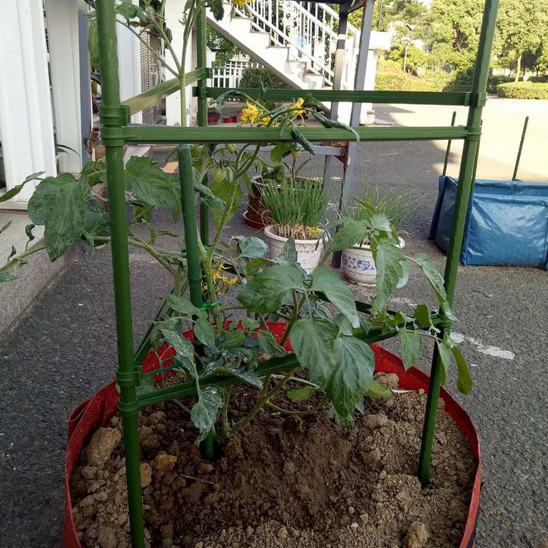 Set Tutores Jaula para Tomates