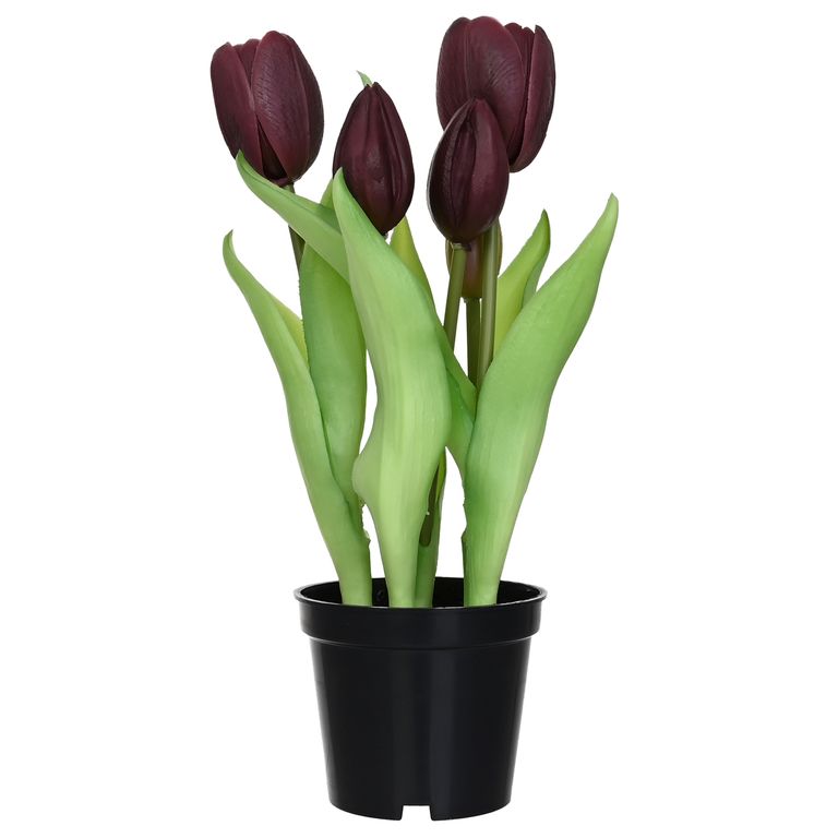 8 cm Morado