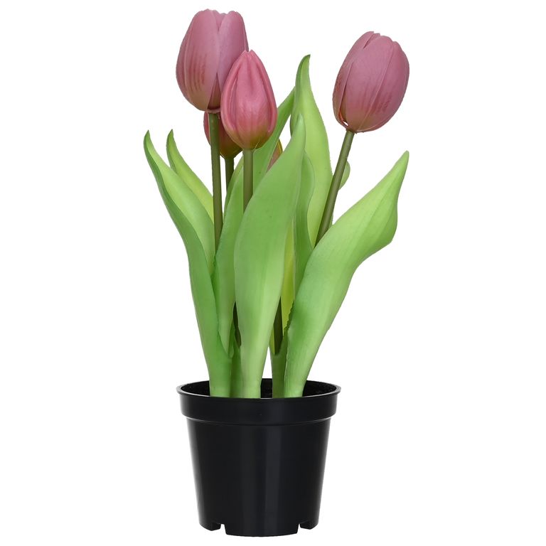 8 cm Rosado